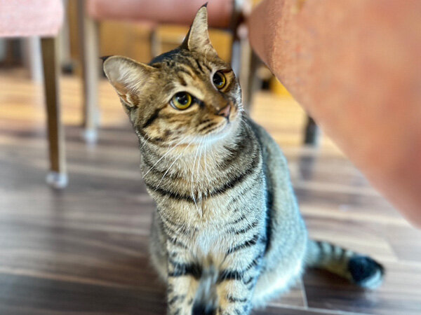 猫ペットシッター