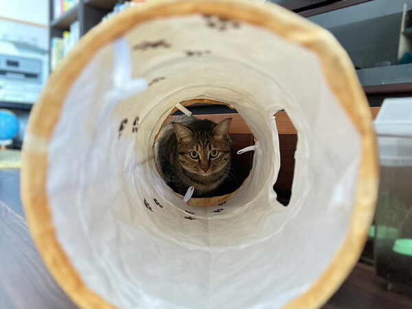 猫ペットシッター