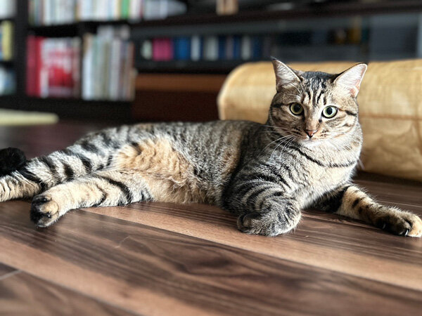 猫ペットシッター