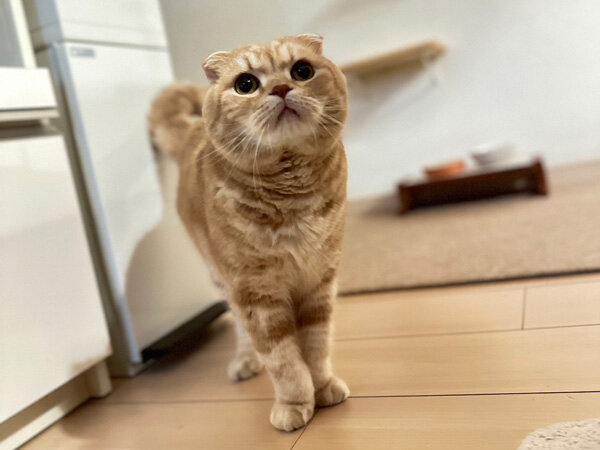 猫ペットシッター