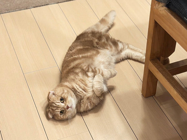 猫ペットシッター