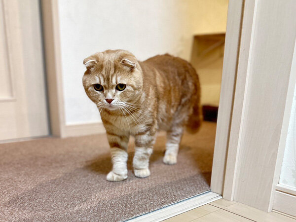 猫ペットシッター