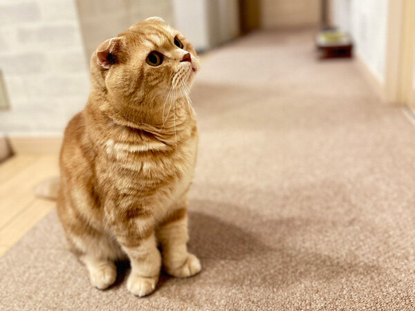 猫ペットシッター