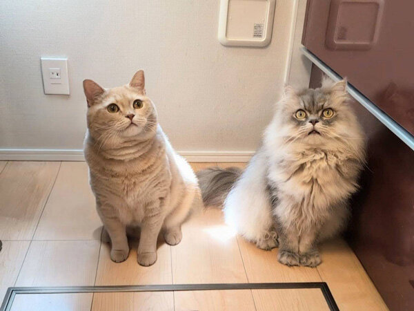 猫ラガマフィンペットシッター