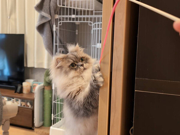 猫ラガマフィンペットシッター