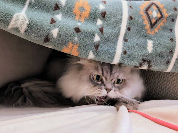 猫ラガマフィンペットシッター