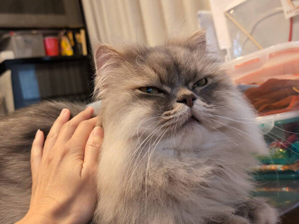 猫ラガマフィンペットシッター