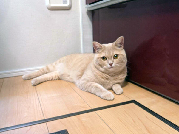 猫ブリティッシュショートヘアペットシッター