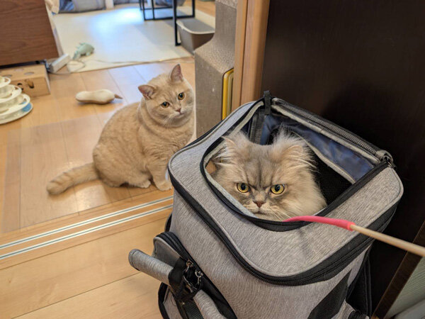 猫ブリティッシュショートヘアペットシッター