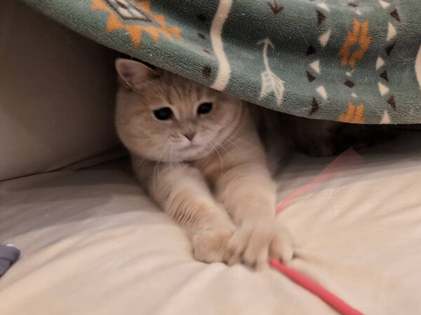 猫ブリティッシュショートヘアペットシッター