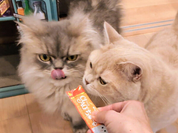猫ブリティッシュショートヘアペットシッター