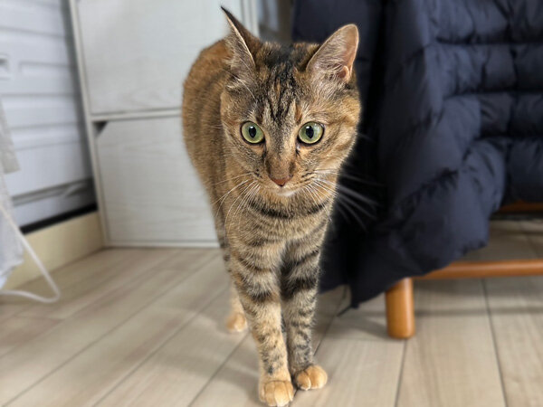 猫ペットシッター