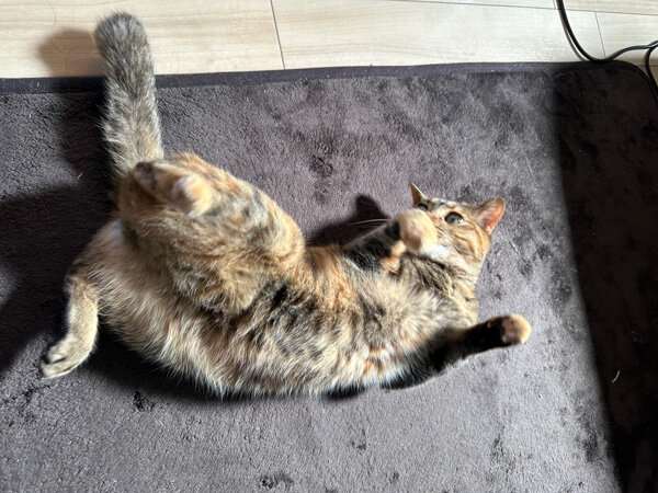 猫ペットシッター
