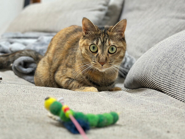 猫ペットシッター