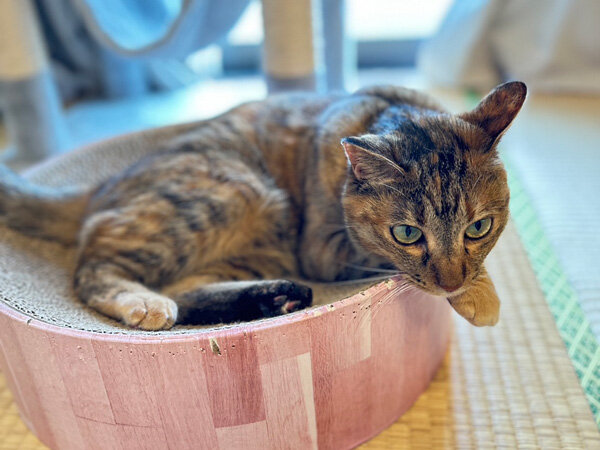 猫ペットシッター