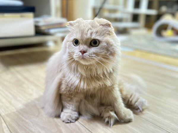 猫ペットシッター