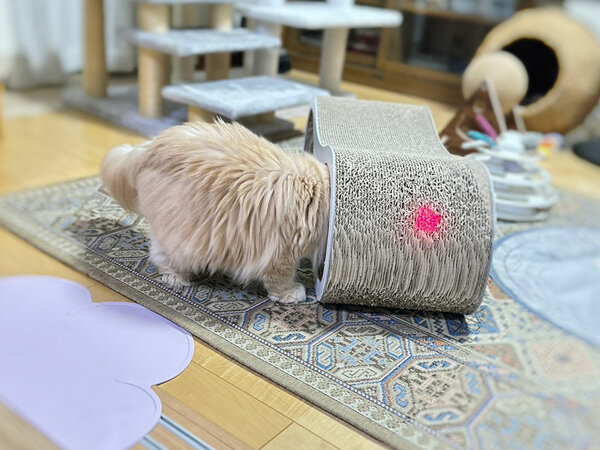 猫ペットシッター