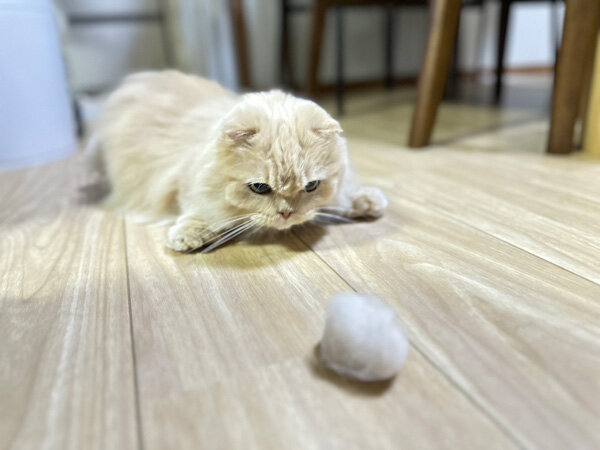 猫ペットシッター