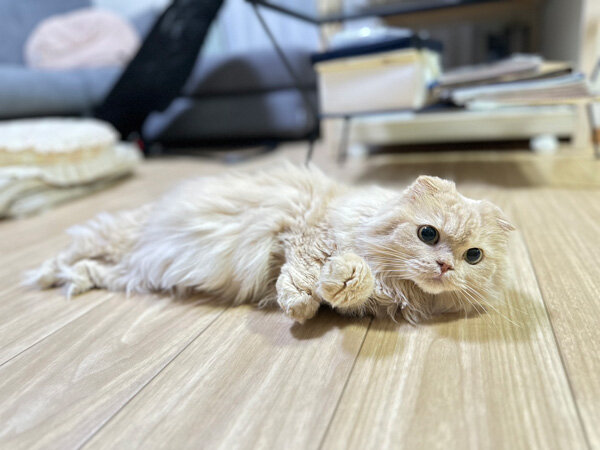 猫ペットシッター
