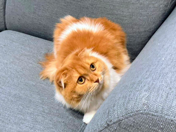 猫ペットシッター