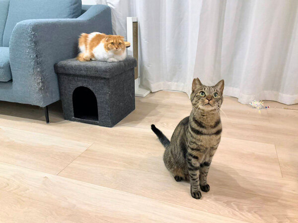 猫ペットシッター