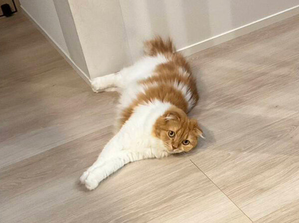 猫ペットシッター