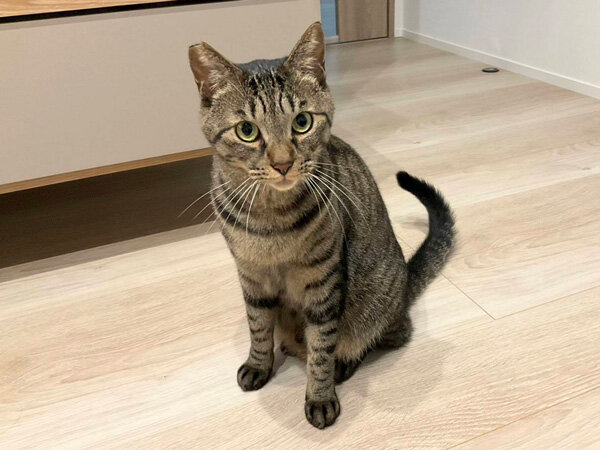 猫ペットシッター