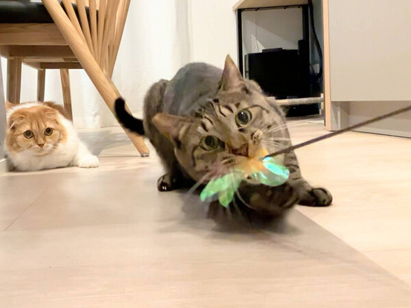 猫ペットシッター
