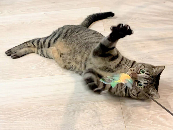 猫ペットシッター