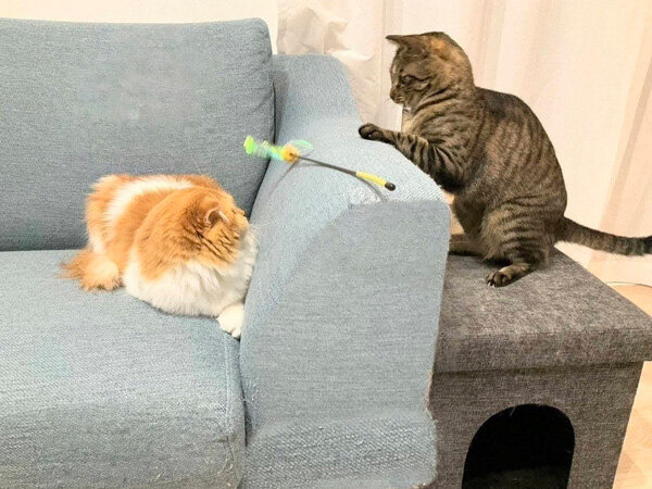 猫ペットシッター