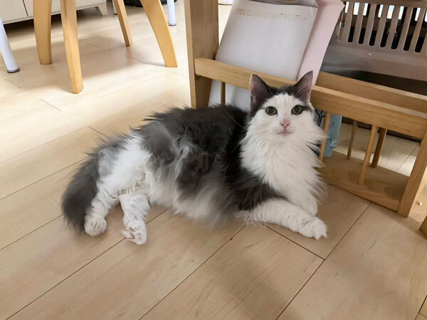 猫ペットシッター