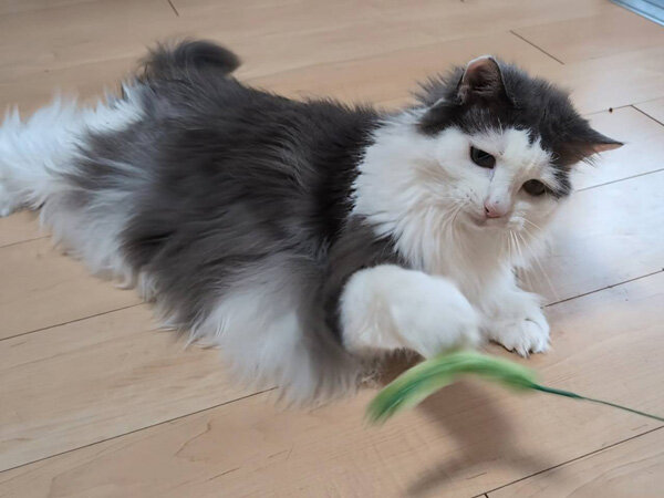 猫ペットシッター