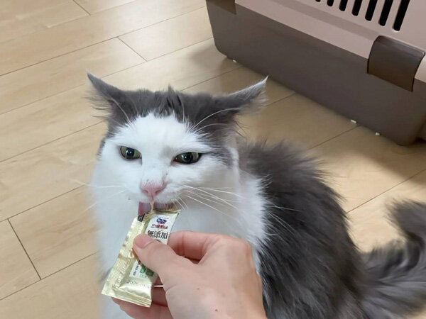 猫ペットシッター