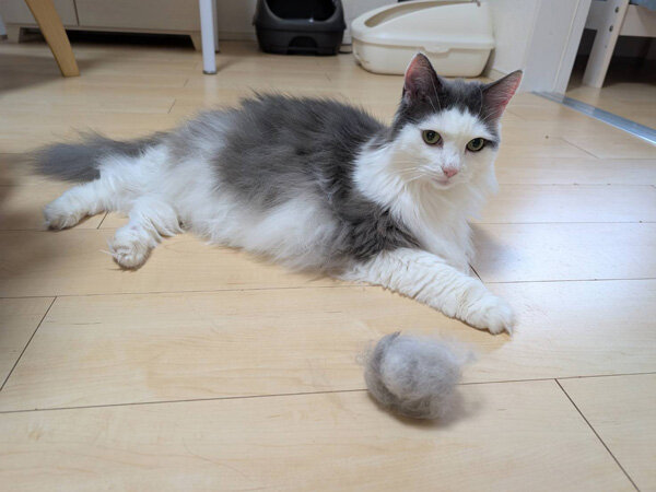 猫ペットシッター
