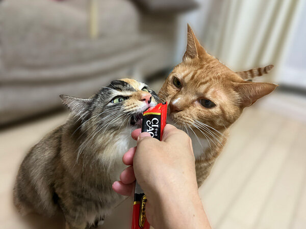 猫ペットシッター