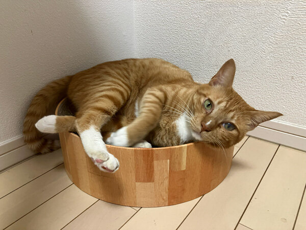 猫ペットシッター