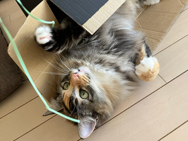 猫ペットシッター