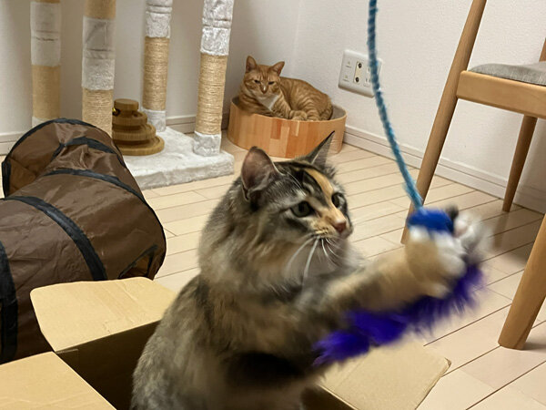 猫ペットシッター