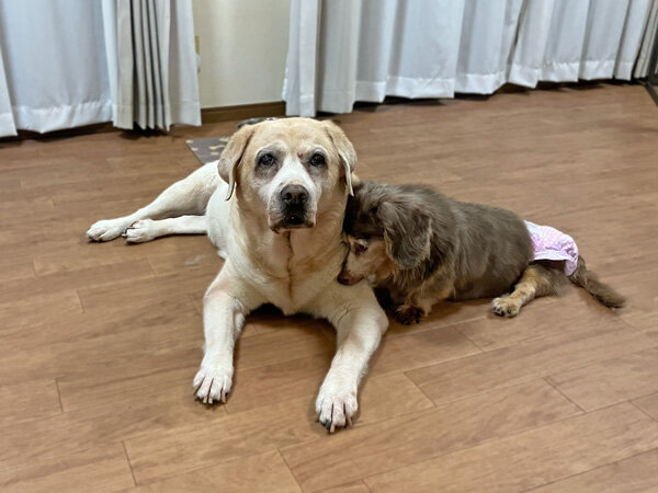 大型犬ラブラドールレトリバー小型犬ミニチュアダックスペットホテル
