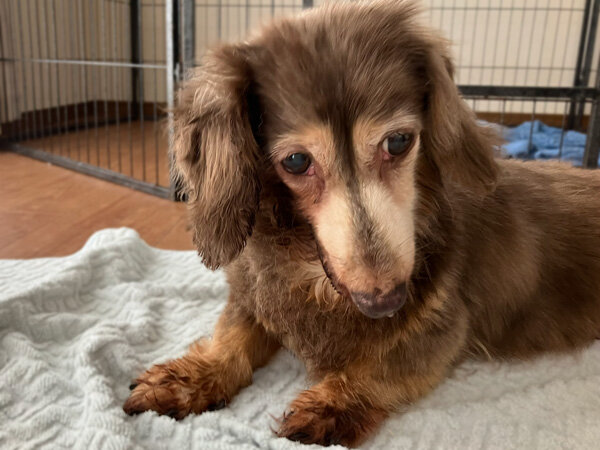 大型犬ラブラドールレトリバー小型犬ミニチュアダックスペットホテル