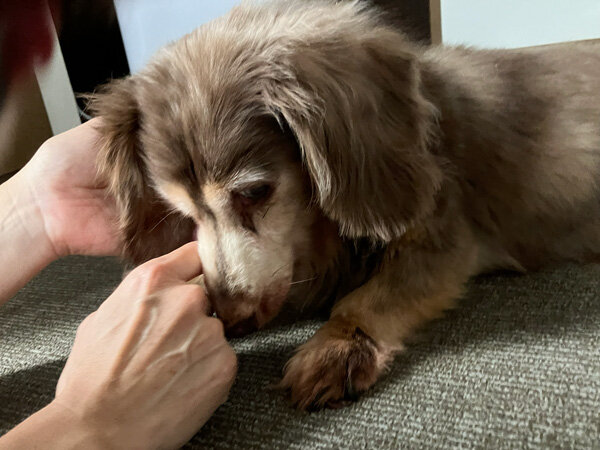 大型犬ラブラドールレトリバー小型犬ミニチュアダックスペットホテル