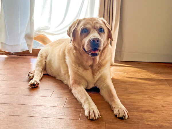 大型犬ラブラドールレトリバーペットホテル