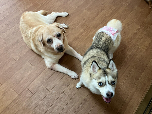 大型犬ラブラドールレトリバーペットホテル