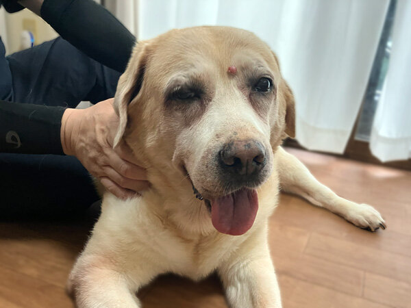 大型犬ラブラドールレトリバーペットホテル