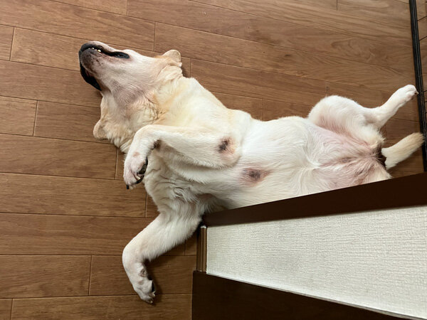 大型犬ラブラドールレトリバーペットホテル
