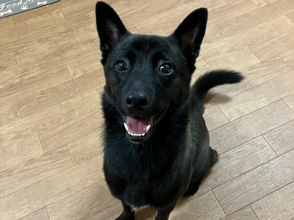 中型MIX犬ペットホテル