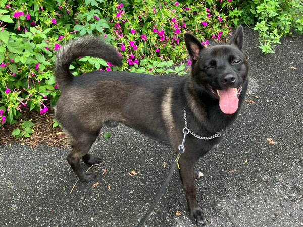 中型MIX犬ペットホテル
