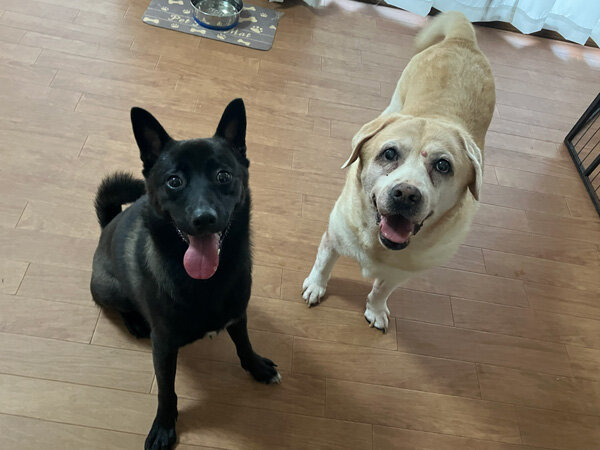 中型MIX犬ペットホテル