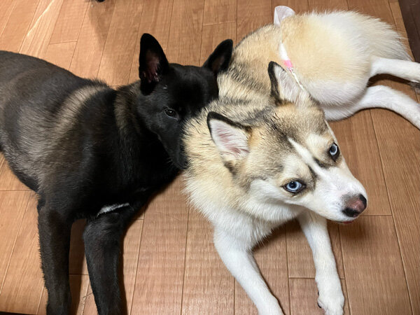 中型MIX犬ペットホテル