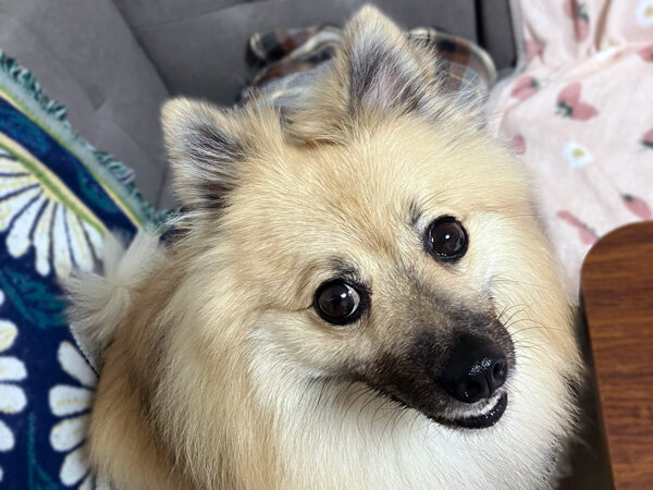小型犬ポメラニアン×パグペットシッター